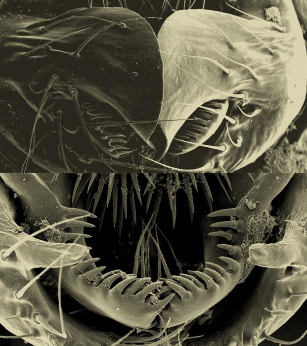 Drosophila simulans (top) and Drosophila mauritiana (bottom) posterior lobes.jpg