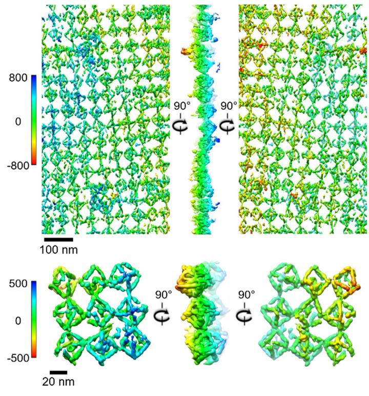 Bioactive Protein Lattices Nanoscale Tomography