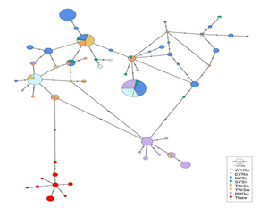 The minimum spanning network of the finless porpoise.