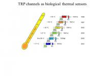 TRP Family of Temperature Sensors