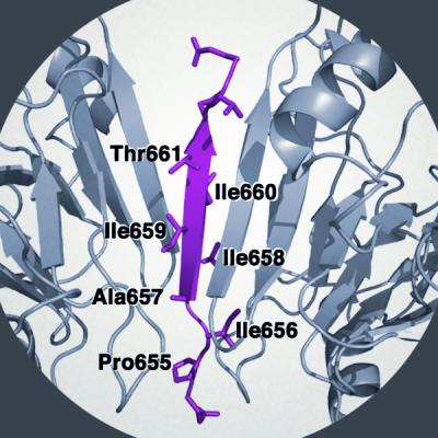 A-kinase Anchoring Protein