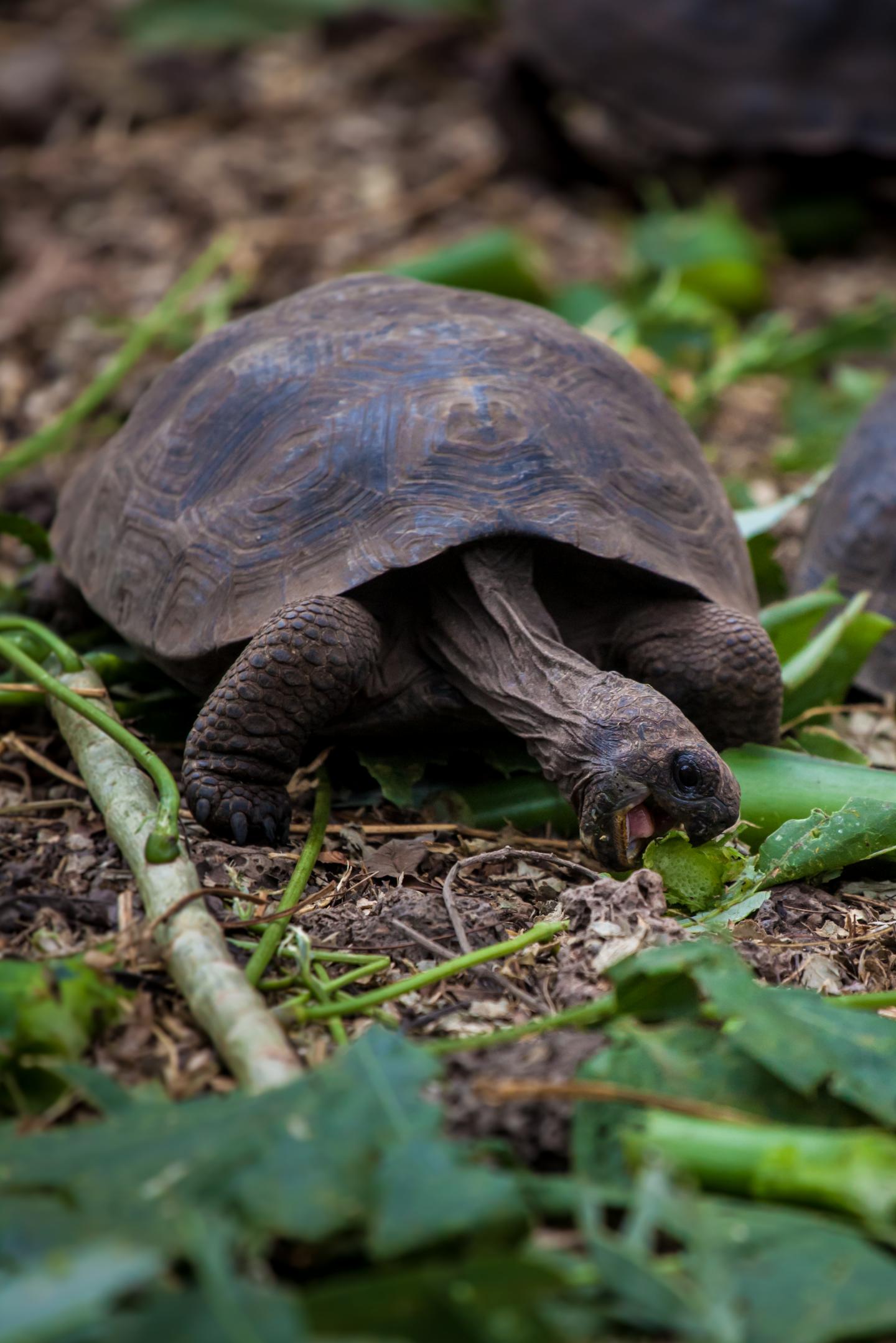 Pinz&oacute;n Tortoise Hatchling, Pinz&oacute;n Island, Galapagos