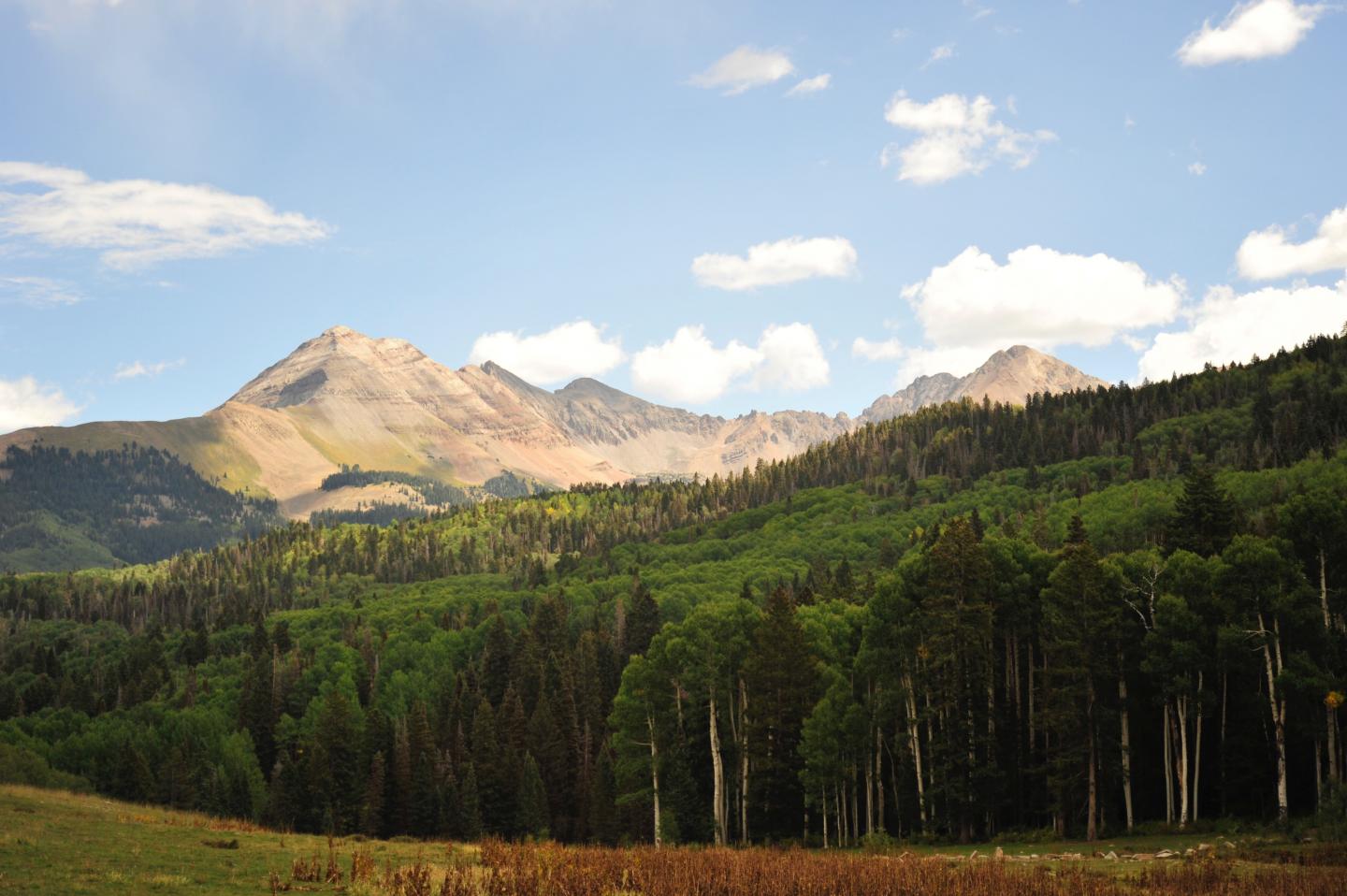 Studying An Aspen In Colorado