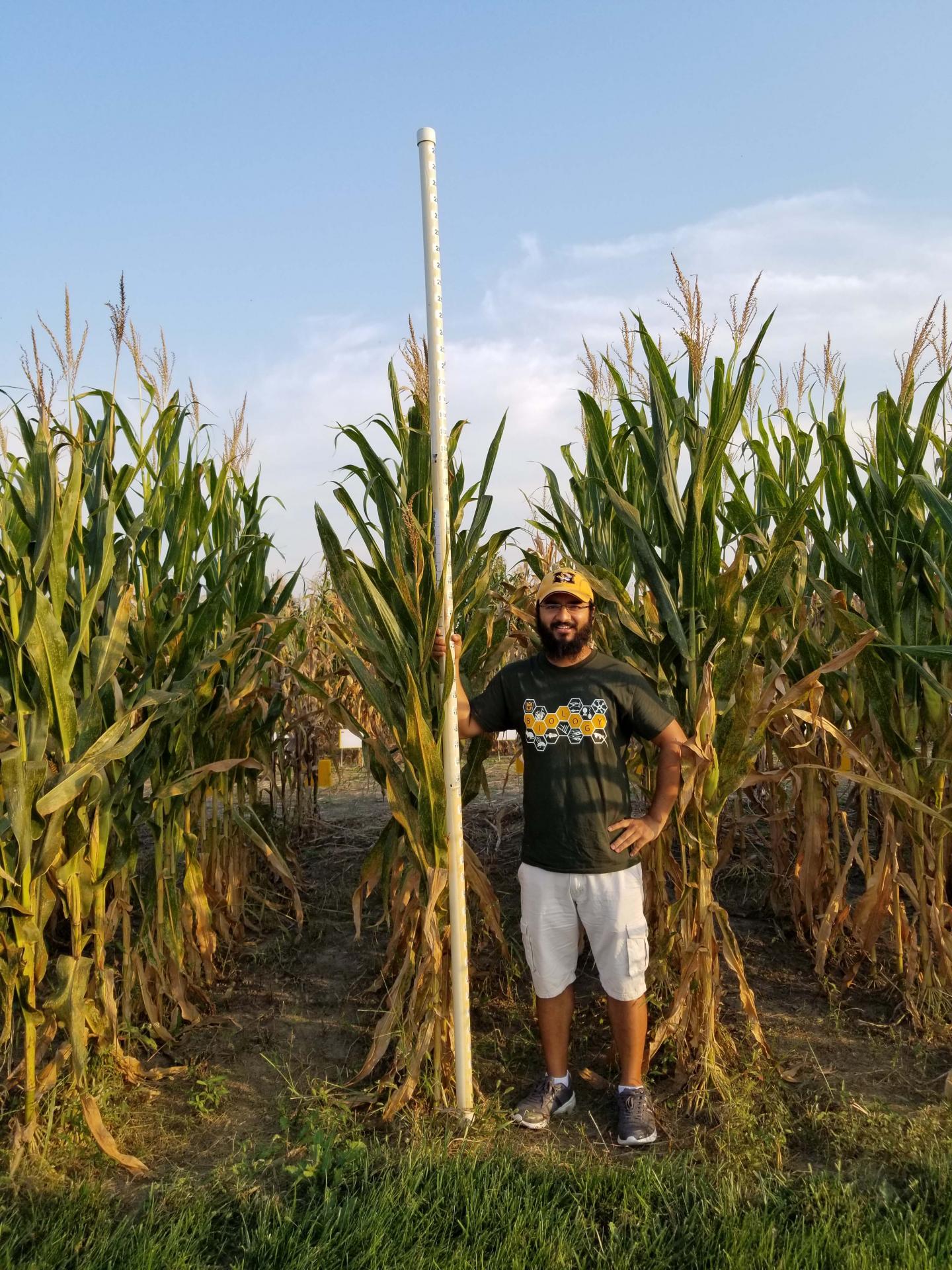 Researcher Measuring the Height of Corn