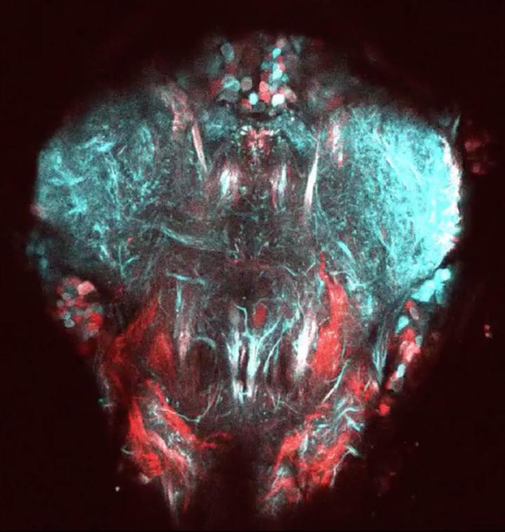 Two-Photon Image of Neural Tissue Controlling the Front Legs of the Fly