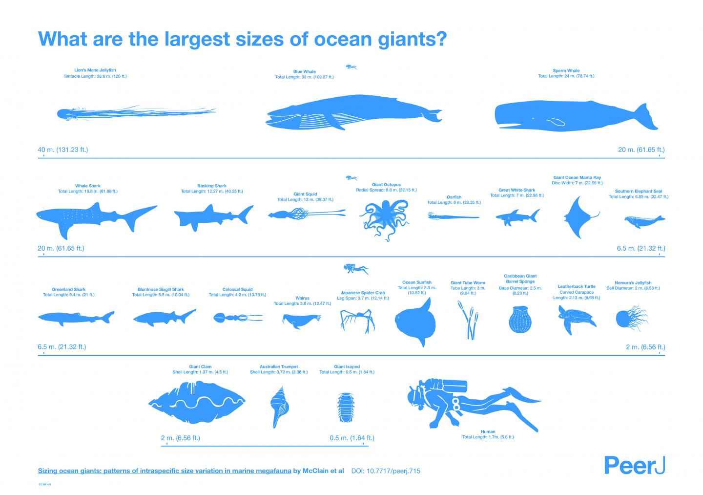 Marine Megafauna Infographic