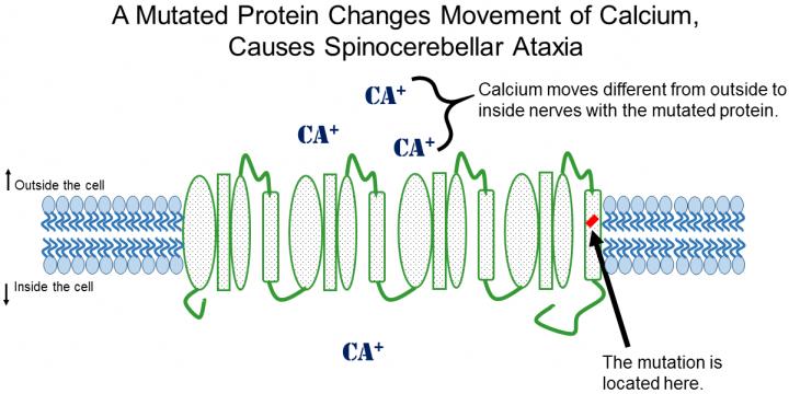 A Mutated Protein Causes Spinocerebellar Ataxia