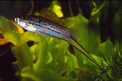 Non-Placental Species <i>Xiphophorus hellerii</i>