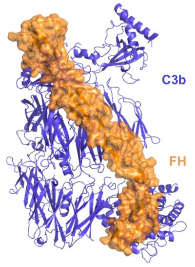Protein Structures from the Human Immune System's Oldest Branch