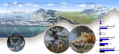 Coastal Fog Linked to High Levels of Mercury Found in Mountain Lions, Study Finds