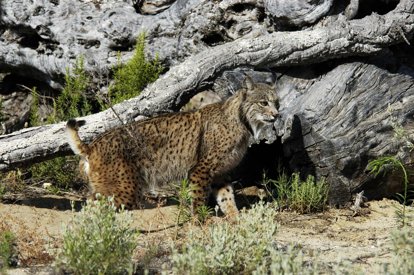 Iberian Lynx