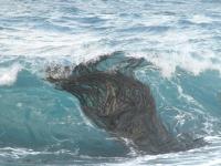 Kelp Washing Ashore on a Wave