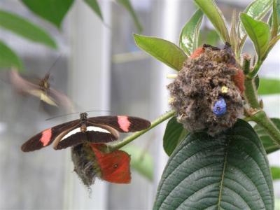 <I>Heliconius spp.</I>