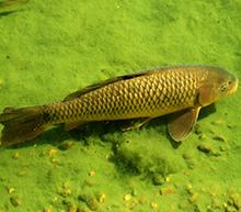 The Pond-Dwelling Carp (<em>Cyprinus carpio</em>)