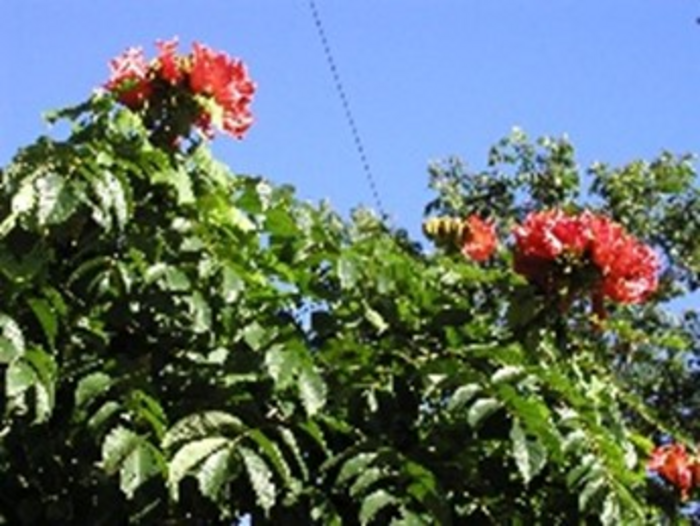 African tulip tree-small