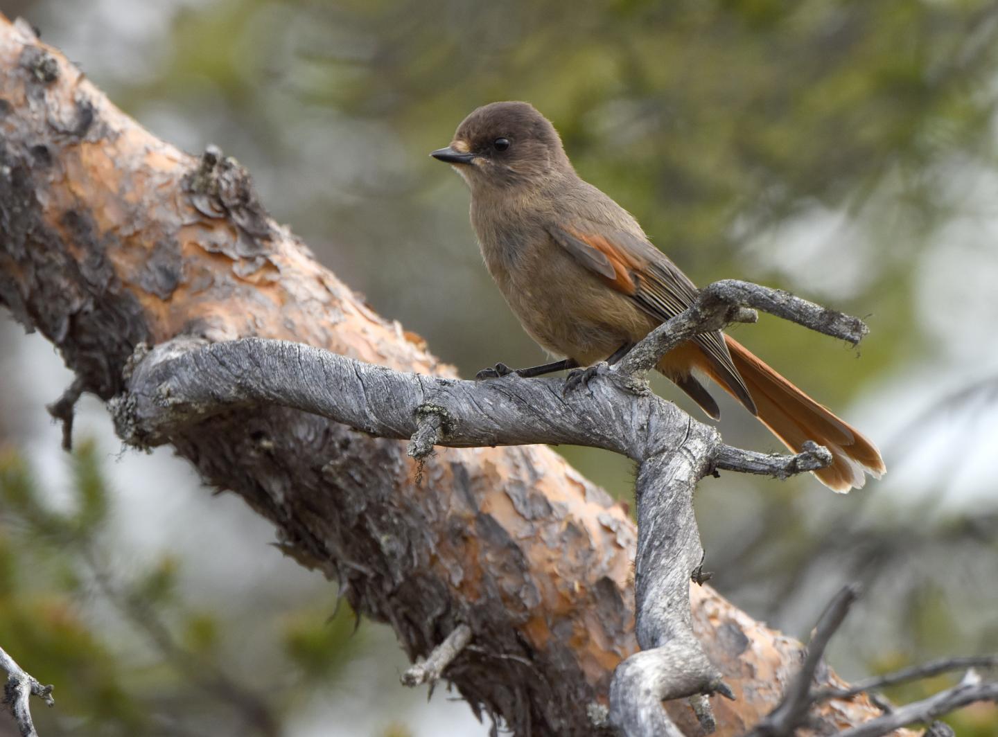 The Siberian Jay Is An Indicator Species of Boreal Forests