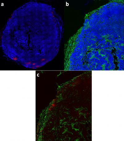 Bellamkonda Histological Slices