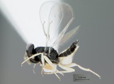 Female <em>Tamarixia radiata</em>