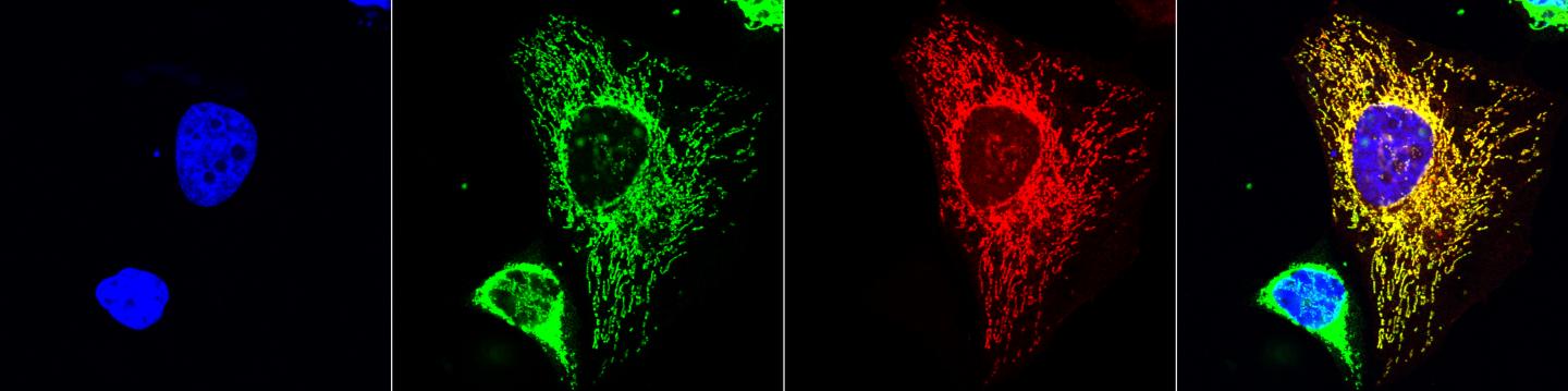 Microproteins Migrate to the Mitochondria