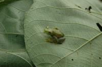 New Frog Species