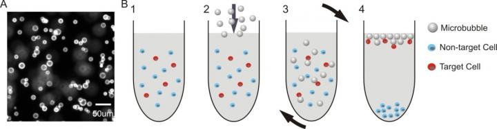 Glass Microbubbles Labeled with PE-Conjugated Biotin and Schematic of Bouyancy