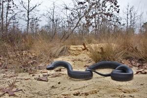 Eastern Indigo Snake