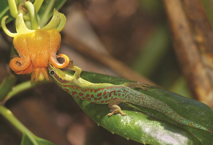 Gecko Pollinator