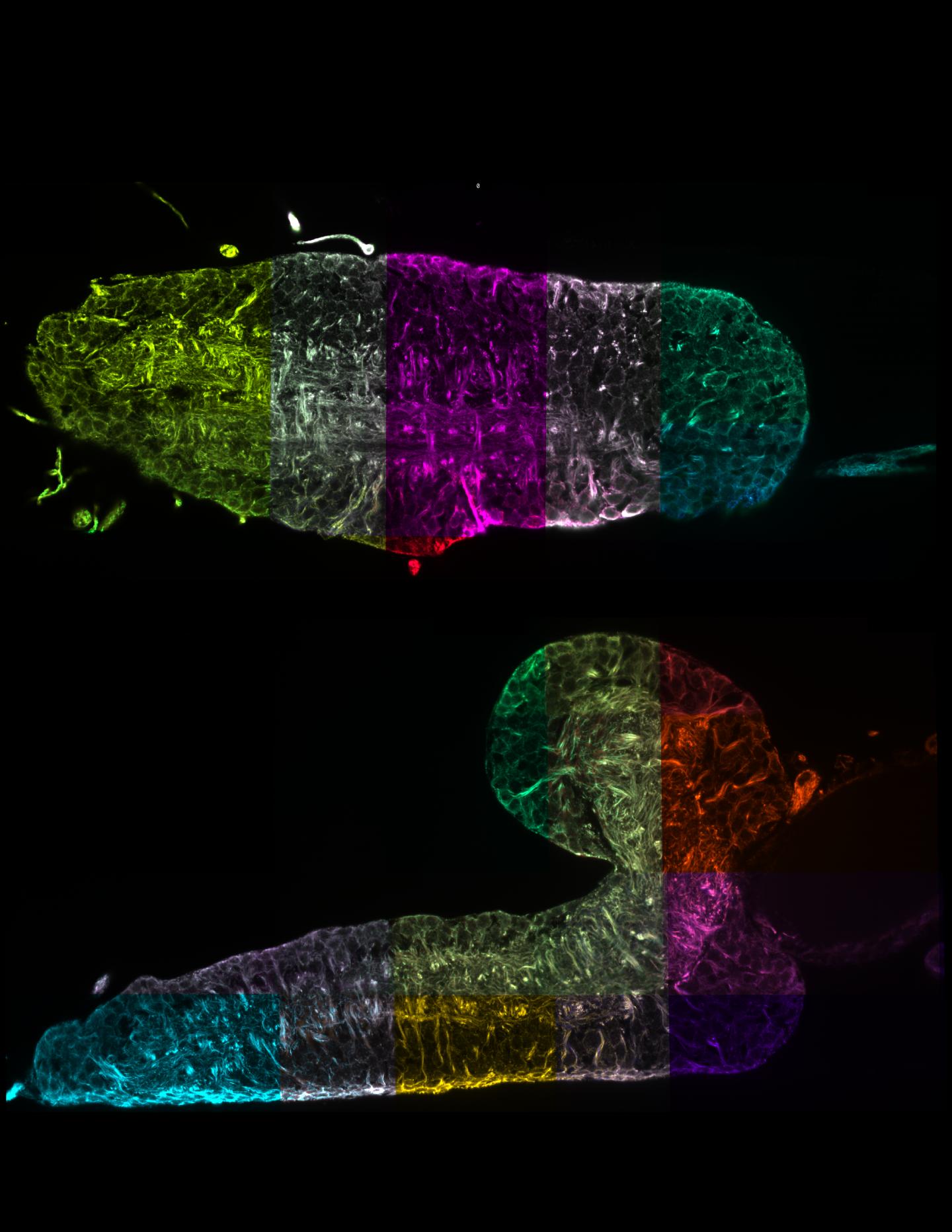 Reconstruction of Fruit Fly Ne [IMAGE] EurekAlert! Science News Releases
