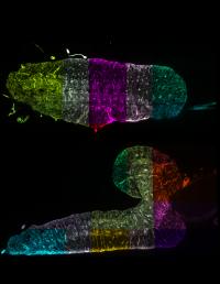 Reconstruction of Fruit Fly Nervous System with Nanometer Resolution