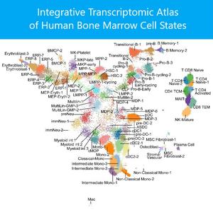 Mapping the many types of blood stem cells and progenitor cells