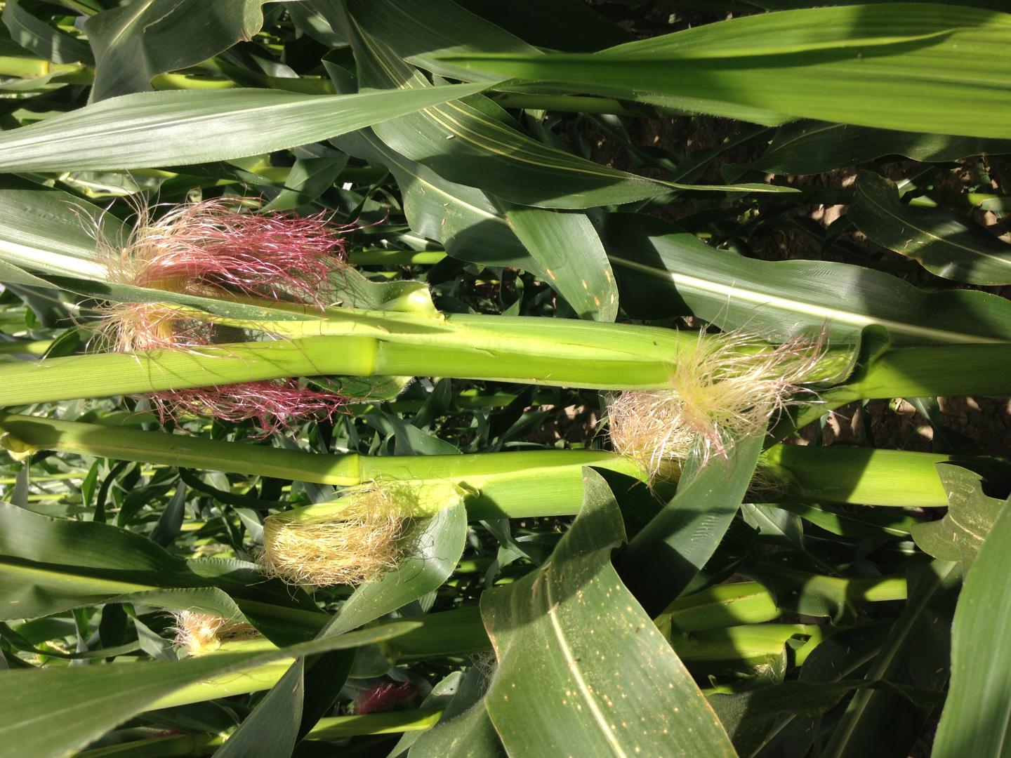 Farmers Selected Maize for Agricultural Use at High Elevations (8 of 12)