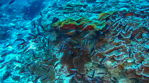 School of fish on deep reef in Seychelles (c) Nekton 2022.