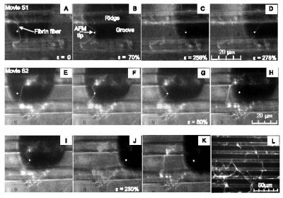 Elasticity and Extensibility of Fibrin Fibers