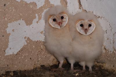 Baby Owls