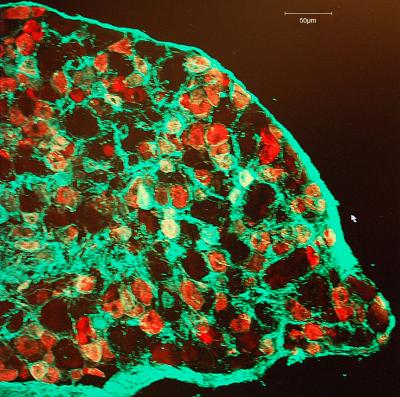 PAP Enzyme in Pain-sensing Neurons