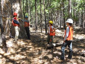 Sampling Emerald Bay forest stand