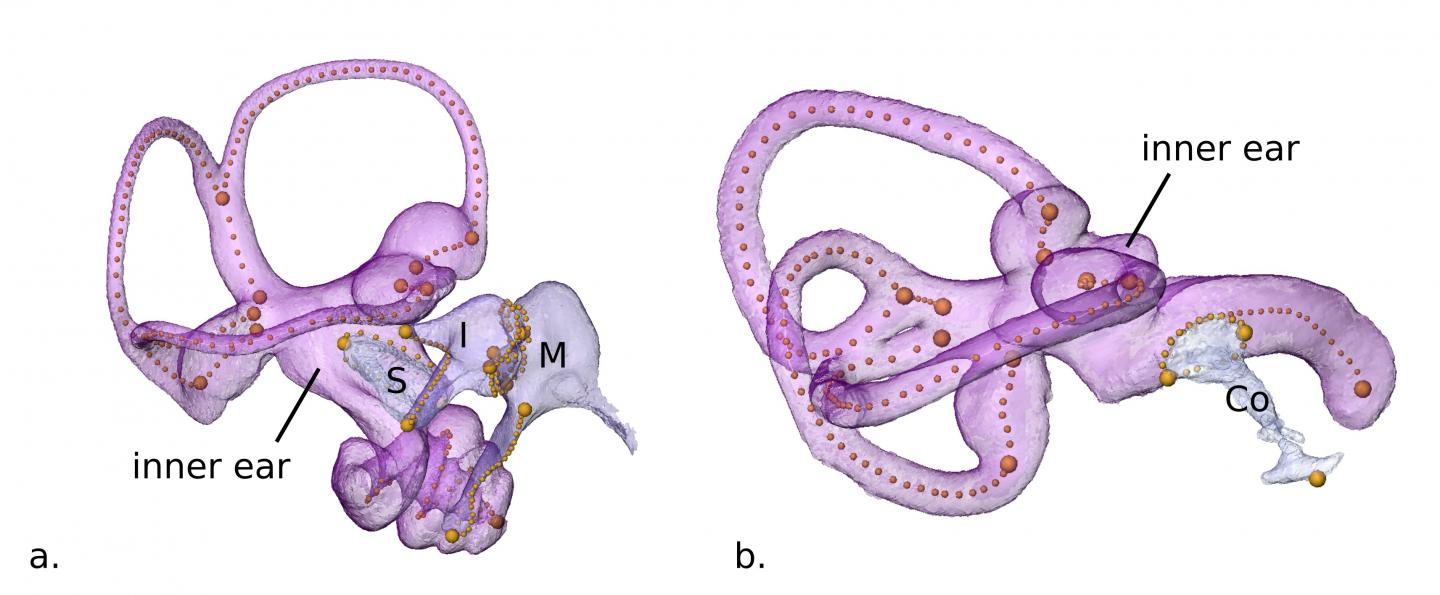 The three auditory ossicles. From left to right, the stapes