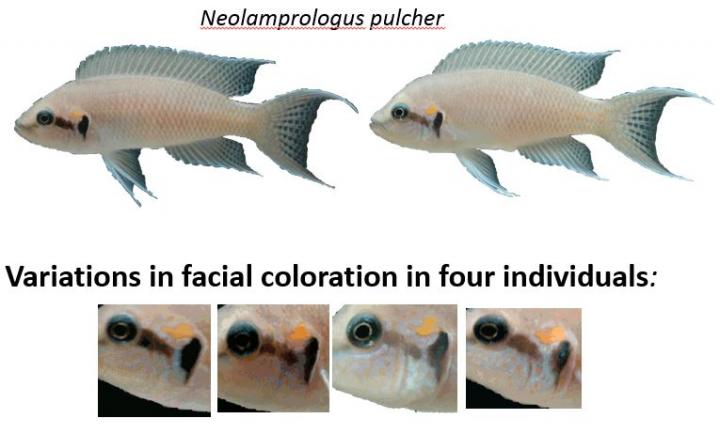 Cichlid Fish View Unfamiliar Faces Longer, from Further Distance Than Familiar Faces
