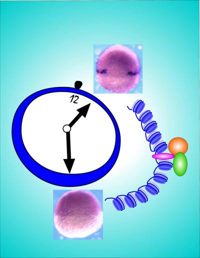 Triggering Myogenesis