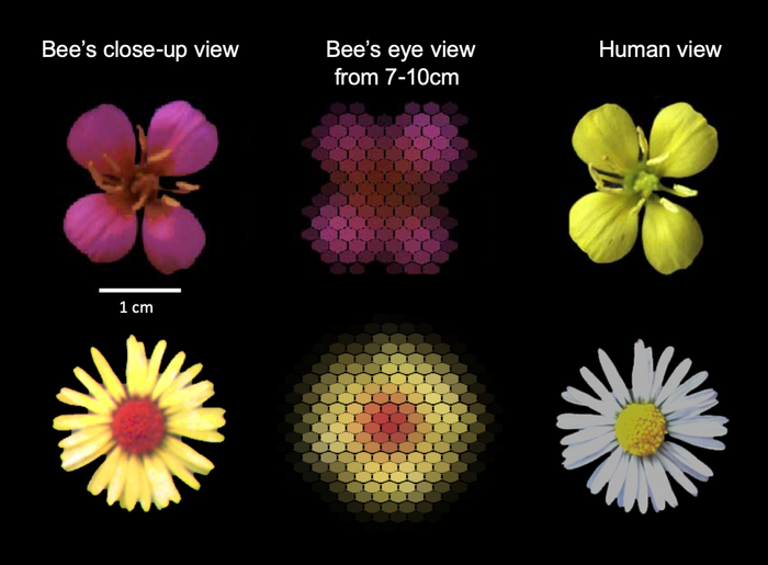 Flowers as seen by human eyes and bees' eyes at various distances