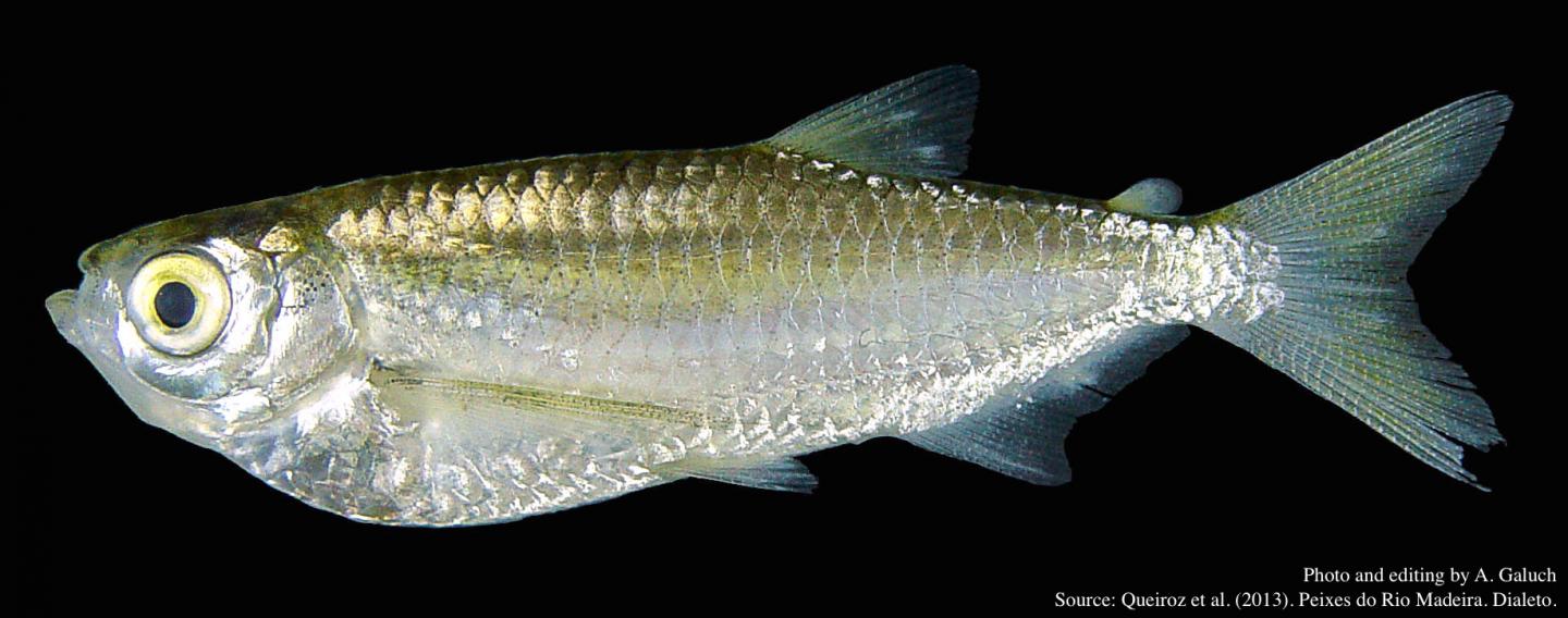 The Amazonian Sardine