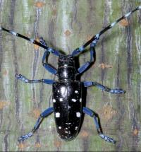 Adult Male Asian Longhorned Beetle (2 of 3)
