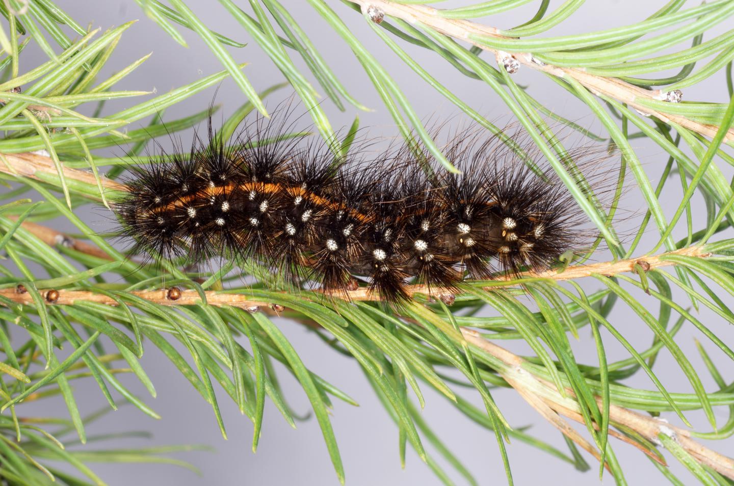 Seventh instar larva of Arctia menetriesii