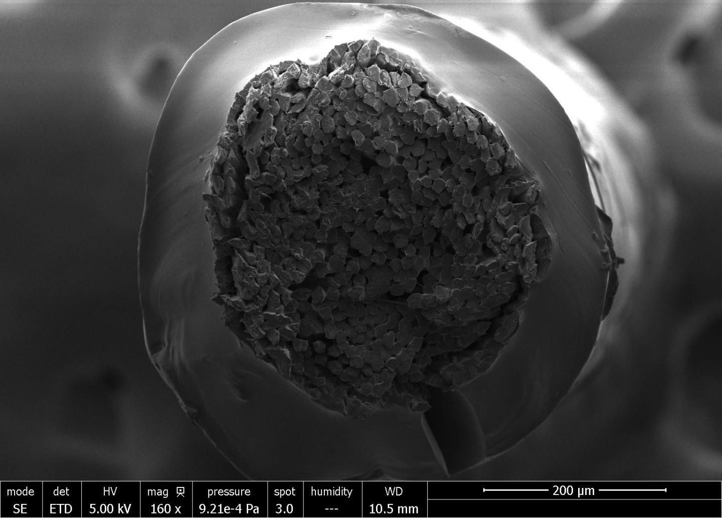 Scanning electron microscope image of the cross-section of TGS suture