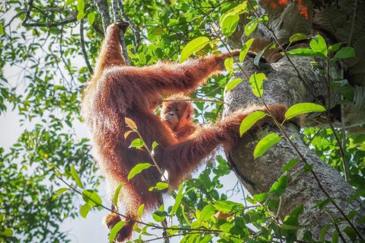 Sex-specific social learning prepares young orangutans for adulthood