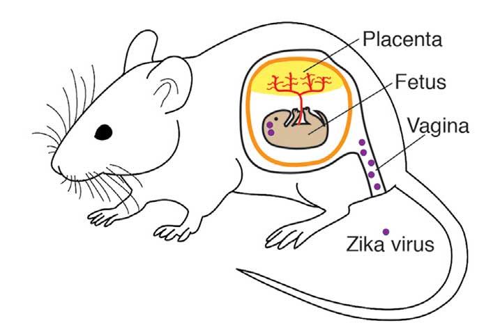 Zika Route Through Mouse Vaginal Muscosa