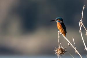 Kingfisher