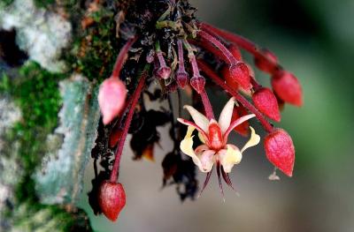 Cacao Flower