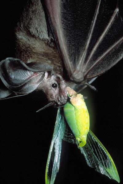 Bat and Katydid