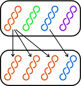 Schematic illustration of the simplest model of the polyploid organism